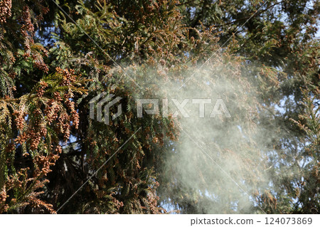 Sugi pollen Sugi pollen 124073869