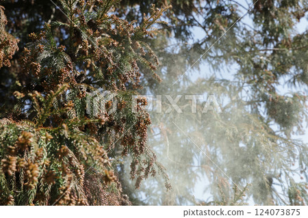 Sugi pollen 124073875