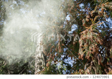 Sugi pollen 124073901