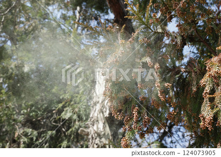 Sugi pollen 124073905