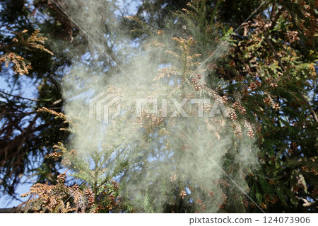 Sugi pollen 124073906