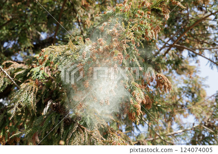 Sugi pollen Sugi pollen 124074005