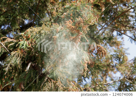 Sugi pollen 124074006