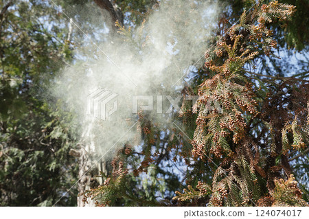 Sugi pollen 124074017