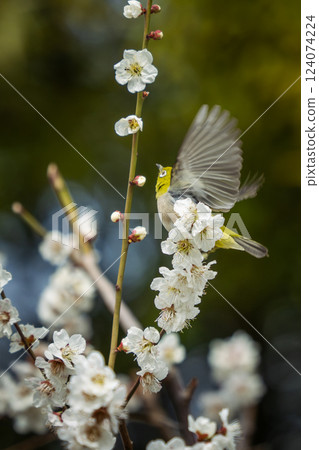 梅花和拍打mezzo 124074224