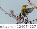 梅花與日本繡眼鳥扇動翅膀的特寫 124074227