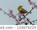 梅花與日本繡眼鳥的特寫 124074229