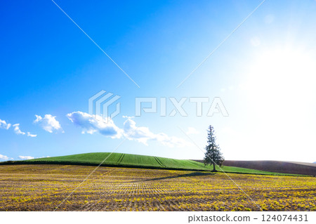 Scenery of early summer Christmas trees at a tourist spot in Biei, Hokkaido 124074431