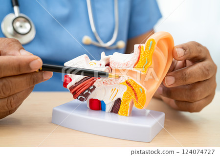 Asian doctor holding human ear model to learn and treat hearing loss in patient. Asian doctor holding human ear model to learn and treat hearing loss in patient. 124074727