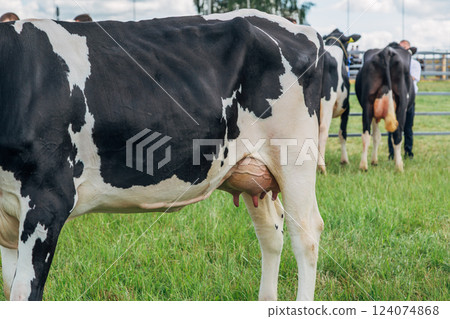 Close up of cow udder, young black and white holstein cow standing on green meadow 124074868