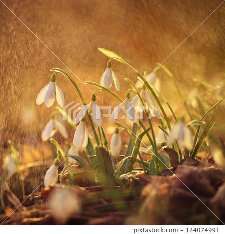 Spring background. Beautiful first spring flowers for the beginning of spring time and season. Concept for nature and environment. 124074991