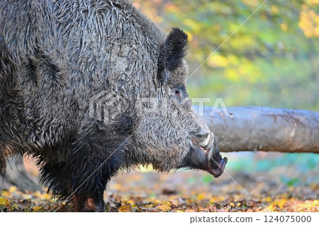Wild boars in nature. Beautiful concept for animals and nature. Wild boars in nature. Beautiful concept for animals and nature. 124075000