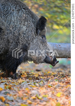 Wild boars in nature. Beautiful concept for animals and nature. 124075001