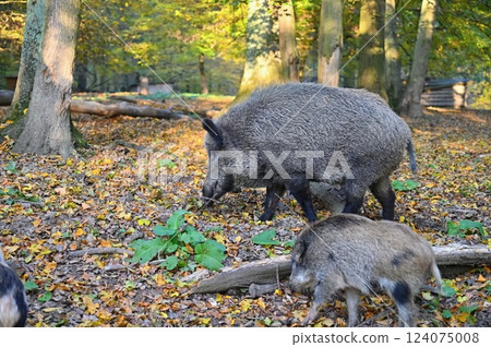 Wild boars in nature. Beautiful concept for animals and nature. Wild boars in nature. Beautiful concept for animals and nature. 124075008