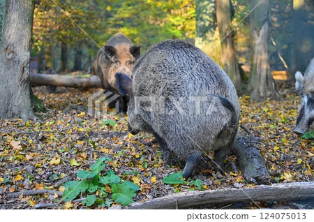 Wild boars in nature. Beautiful concept for animals and nature. 124075013