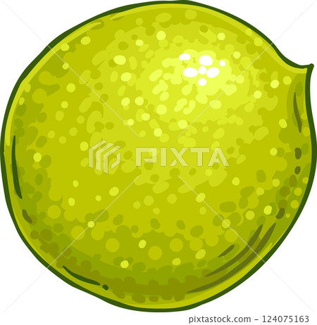 Walnut Colored Detailed Illustration. Organic natural nutritional healthy food ingredient, vegetarian diet product. 124075163