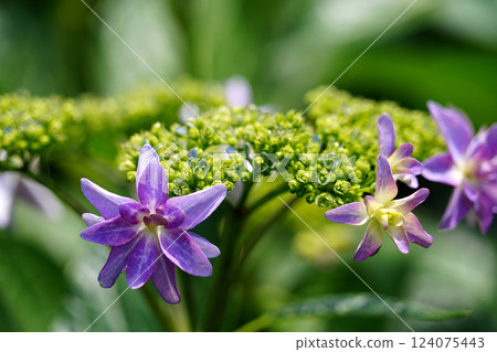 Hydrangea hydrangea Hydrangea hydrangea 124075443