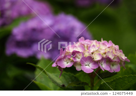 Hydrangea hydrangea Hydrangea hydrangea 124075449