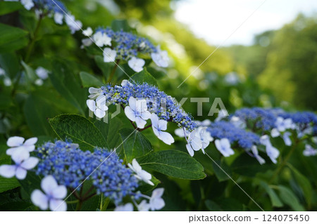 Hydrangea hydrangea Hydrangea hydrangea 124075450