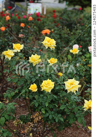 Arao City Ominous Citizen Flower Bed Rose Flower, 124075493