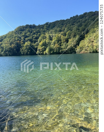 Sunny day in a park with a pond and forest in New Zealand 124075735