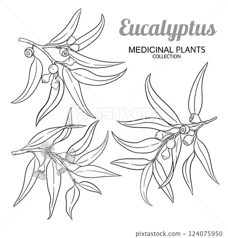 Eucalyptus Branch Vector Outline Illustration 124075950