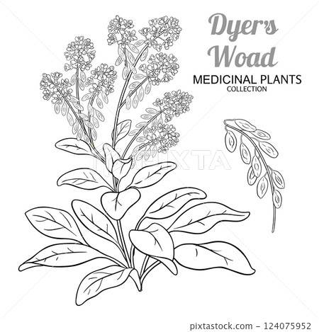 Dyer's Woad Plant Outline Illustration 124075952
