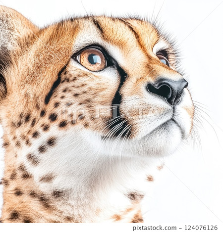 Cheetah gazing upward with expressive eyes in a close-up portrait under bright lighting 124076126