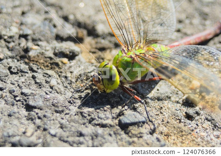 Adorable silver dragonfly Adorable silver dragonfly 124076366