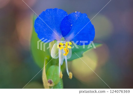 盛開的黃花 盛開的黃花 124076369