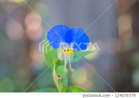 The dayflower stands out against the circular bokeh 124076370