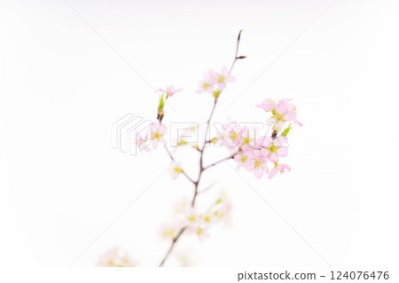櫻花(白背) 櫻花(白背) 124076476