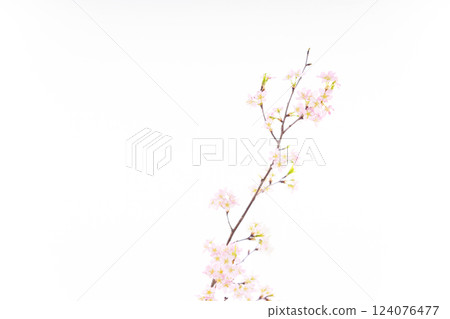 櫻花(白背) 櫻花(白背) 124076477