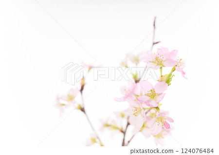 Sakura (white back) 124076484