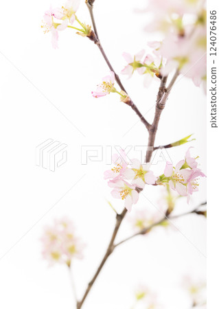 Sakura (white back) Sakura (white back) 124076486