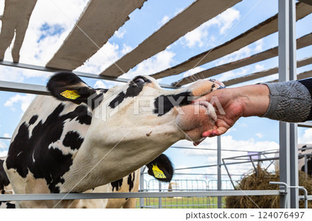 Close up of a young holstein cow licking a hand Close up of a young holstein cow licking a hand 124076497