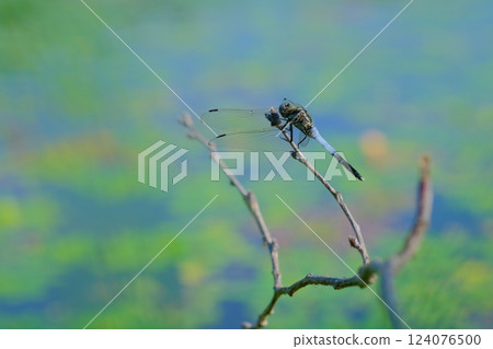 A white-tailed skimmer caught in the wind by the water A white-tailed skimmer caught in the wind by the water 124076500