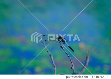 一隻白尾鷸被風吹到水邊 124076502