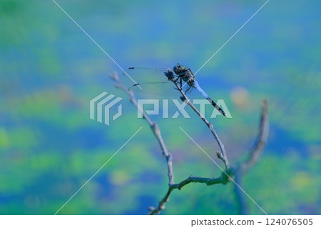 一隻白尾鷸被風吹到水邊 124076505