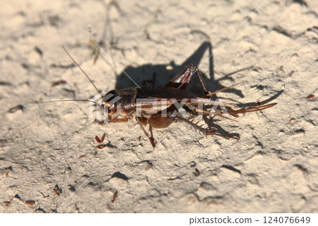 Profile of a cricket Profile of a cricket 124076649