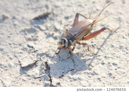 Crickets searching for food Crickets searching for food 124076650