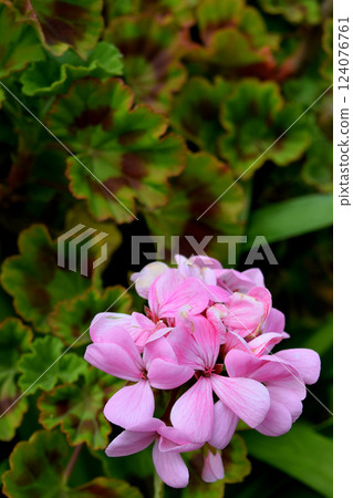 Geranium 124076761
