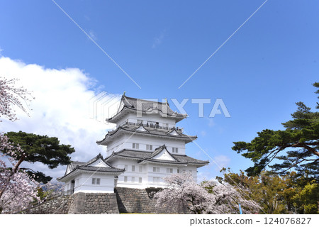Odawara Castle Cherry Blossoms 124076827