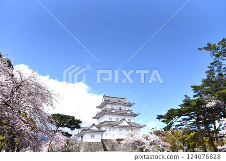 Odawara Castle Cherry Blossoms 124076828