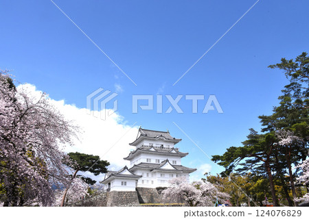 Odawara Castle Cherry Blossoms 124076829