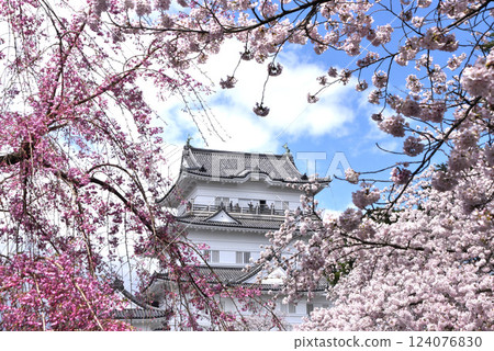 Sakura Odawara Castle Sakura Odawara Castle 124076830
