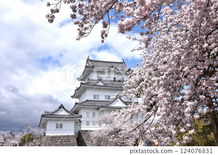 小田原城堡櫻花 小田原城堡櫻花 124076831