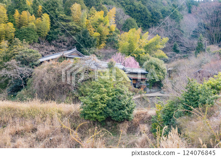 兵庫縣淡路島南淡路村上宅邸的垂枝梅樹 兵庫縣淡路島南淡路村上宅邸的垂枝梅樹 124076845