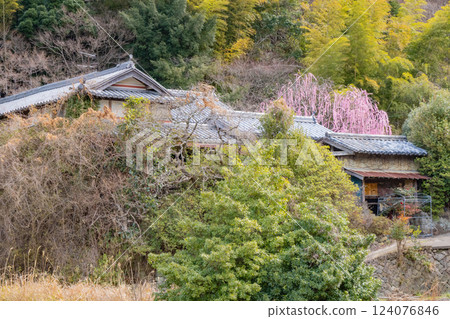 兵庫縣淡路島南淡路村上宅邸的垂枝梅樹 兵庫縣淡路島南淡路村上宅邸的垂枝梅樹 124076846