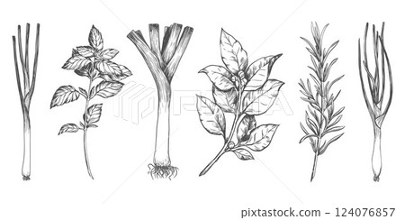 Vector set of culinary herbs: rosemary, bay leaf, basil, leek, green onion. Engraving style illustration with kitchen herbs and spices. Italian and Mediterranean ingredients. Line sketch. 124076857